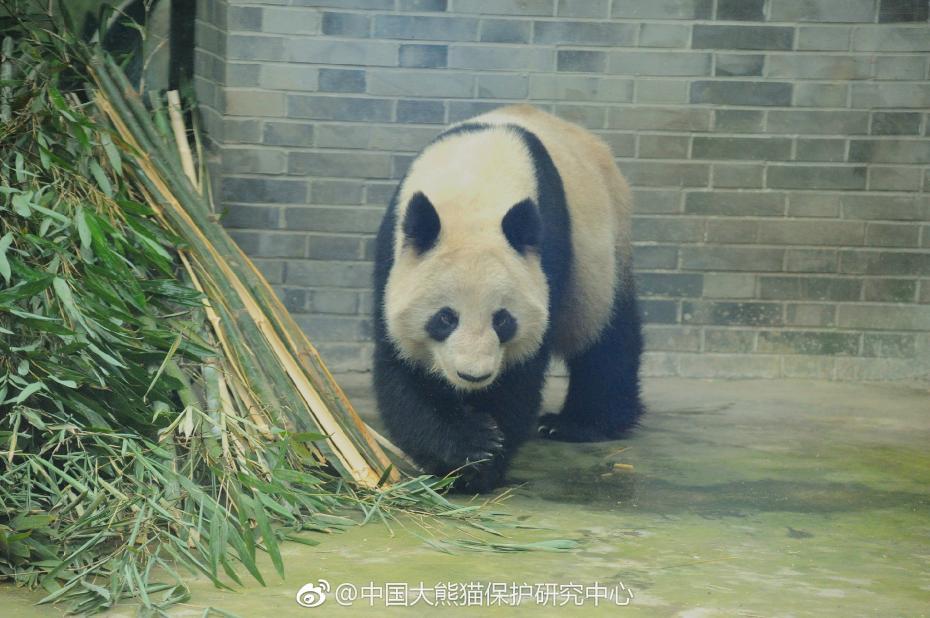 食欲不错！大熊猫“蜀兰”回四川开启养老生活