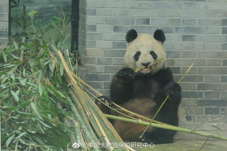 食欲不错！大熊猫“蜀兰”回四川开启养老生活
