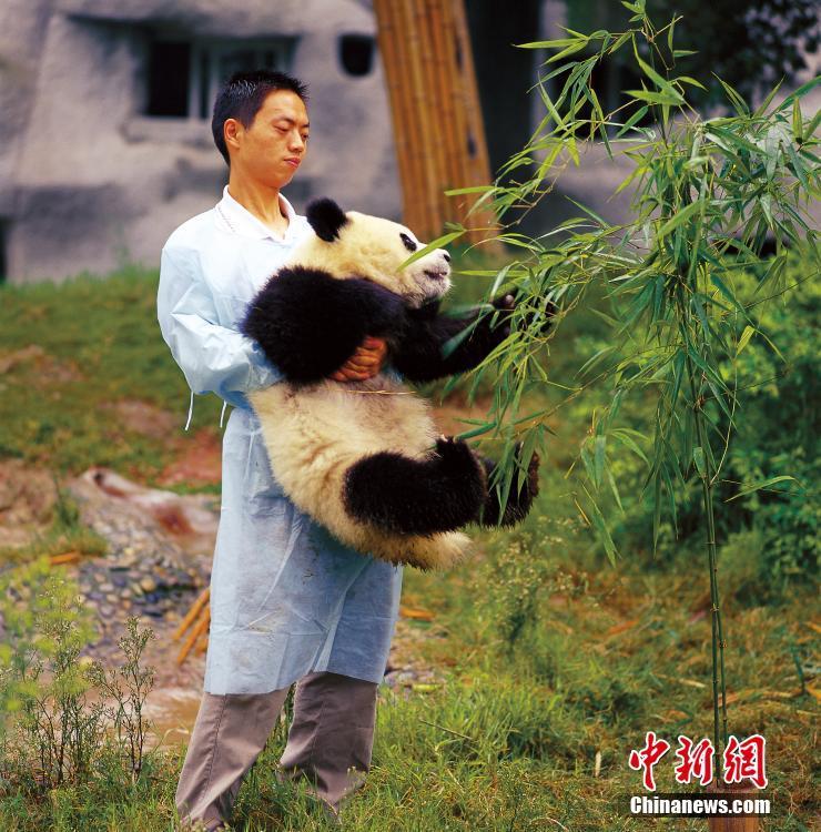 大熊猫繁育研究基地：国宝乐园