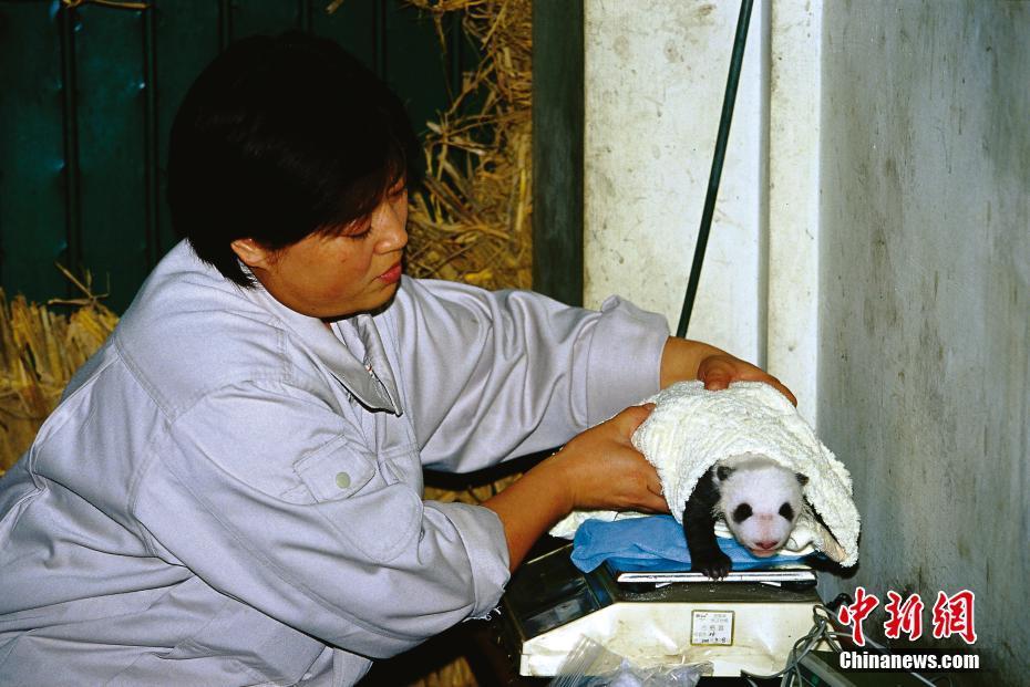 大熊猫繁育研究基地：国宝乐园