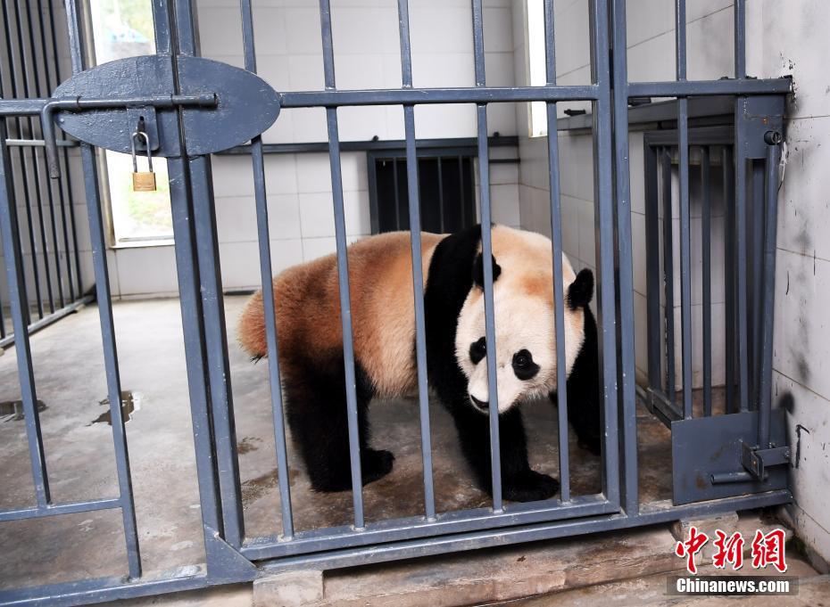 旅美大熊猫“宝宝”入住新家