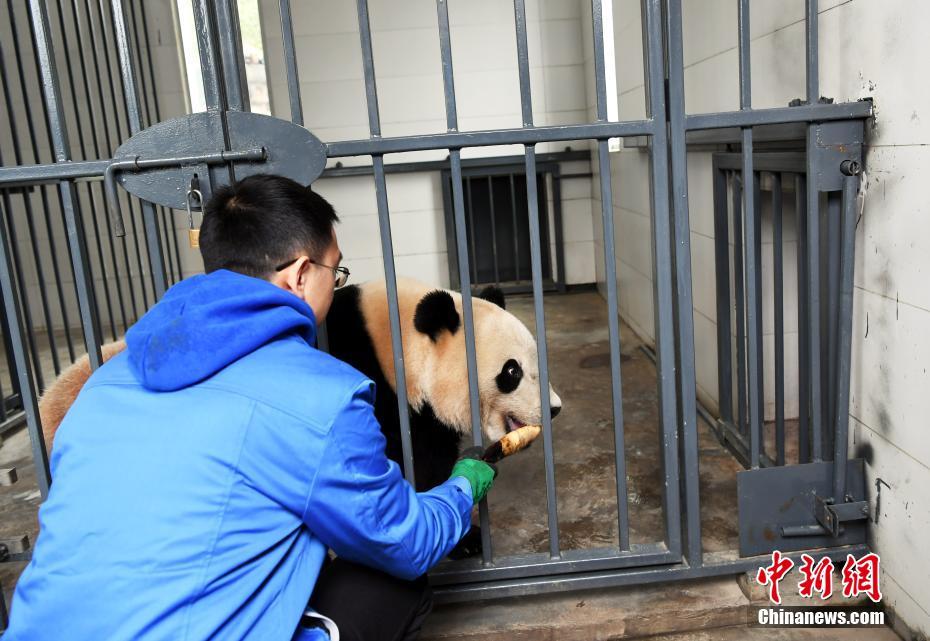 旅美大熊猫“宝宝”入住新家