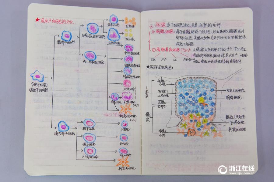 厉害了妹子！杭州大二女生解剖学笔记惊艳走红