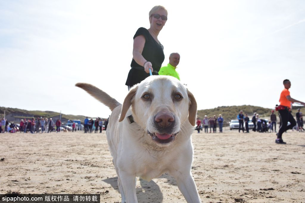 北爱尔兰举行趣味沙滩赛跑 主人带狗同跑欢乐不断
