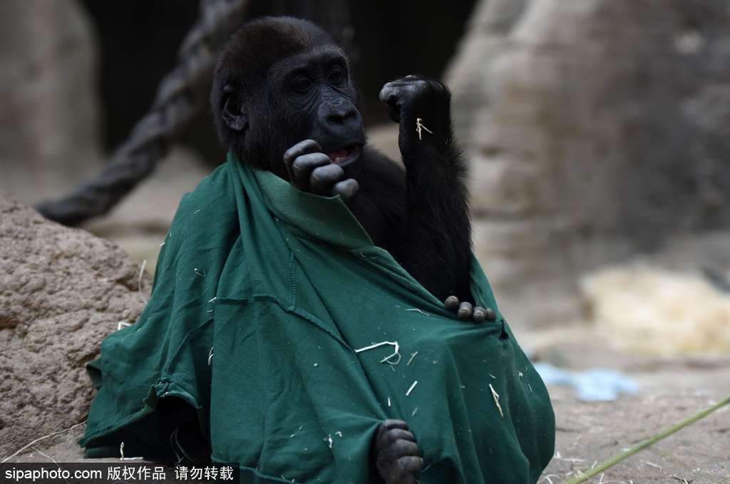 西班牙九个月小猩猩动物园玩耍嬉戏 憨态可掬“人模人样”