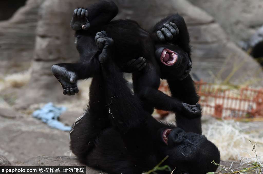西班牙九个月小猩猩动物园玩耍嬉戏 憨态可掬“人模人样”