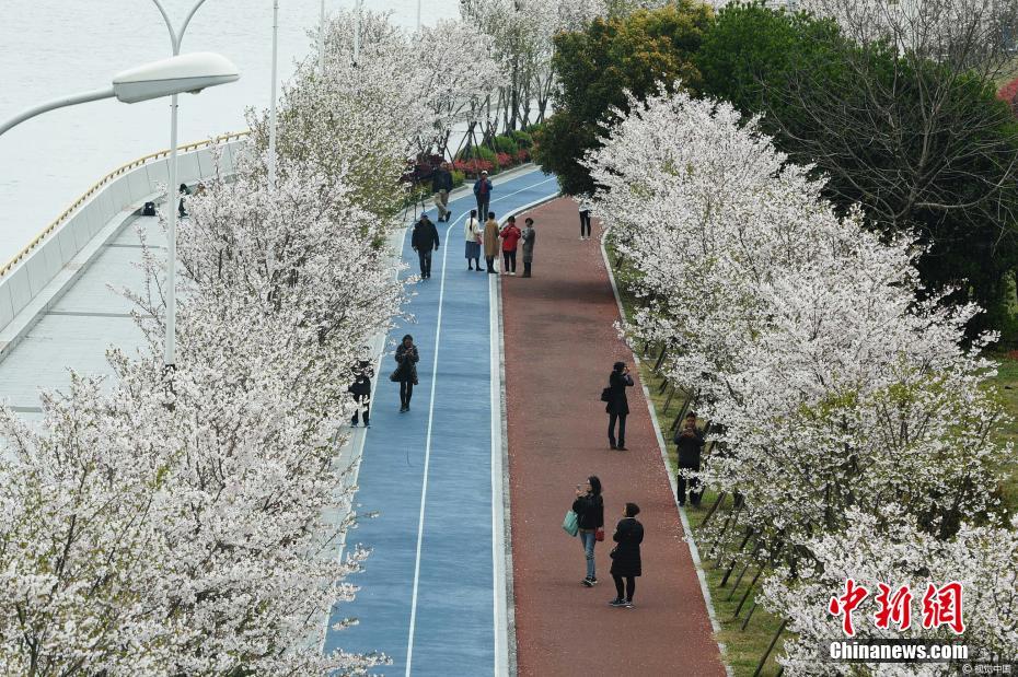 美爆！钱塘江畔“最美跑道”变身樱花大道