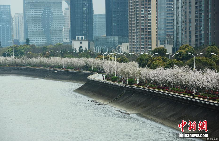 美爆！钱塘江畔“最美跑道”变身樱花大道