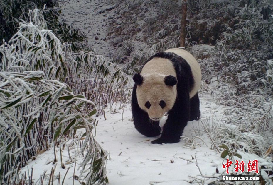 红外相机在四川马边拍到野生大熊猫（组图）