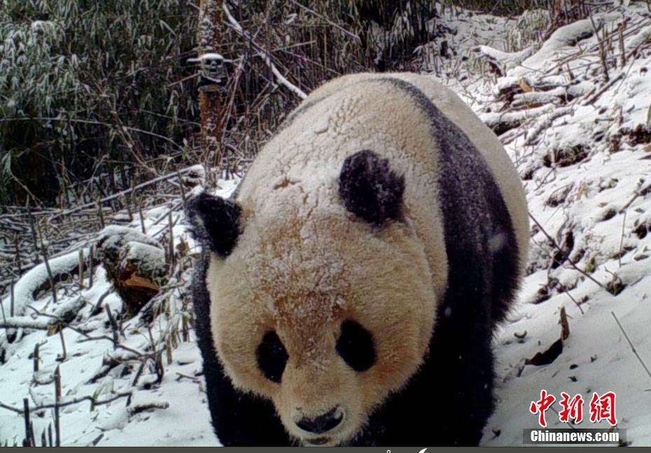 红外相机在四川马边拍到野生大熊猫（组图）