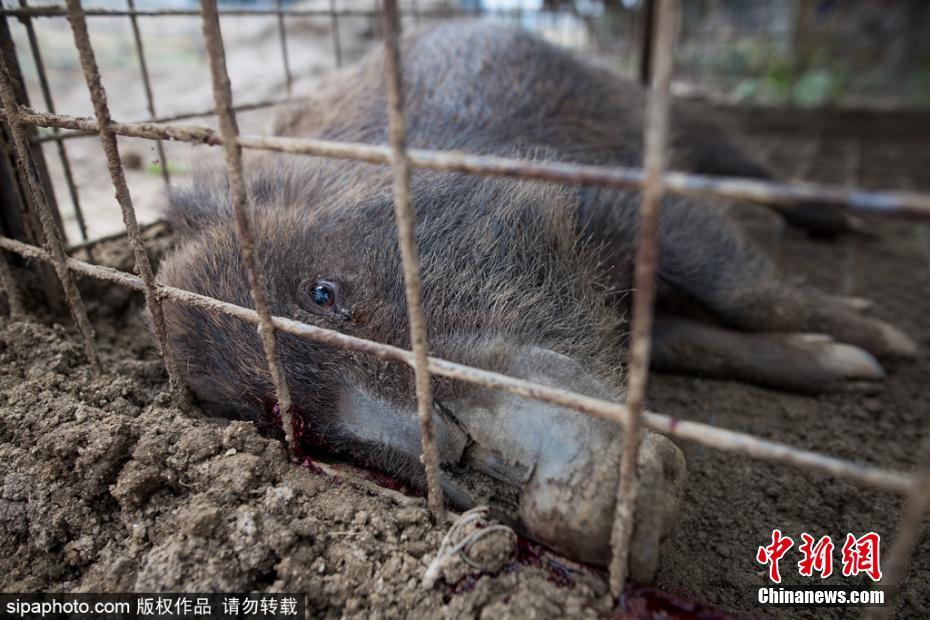 日本解封核辐射重污染区 猎杀变异野猪
