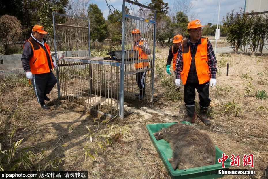 日本解封核辐射重污染区 猎杀变异野猪