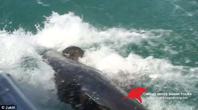 实拍大白鲨生吞海豹罕见瞬间 场面惊险