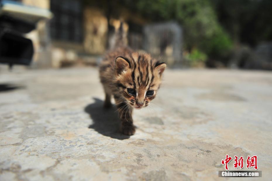 云南野生动物园收容救助小豹猫 呆萌惹人爱