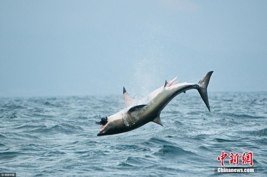 大白鲨也会“飞” 跃出海面1.5米捕食海豹