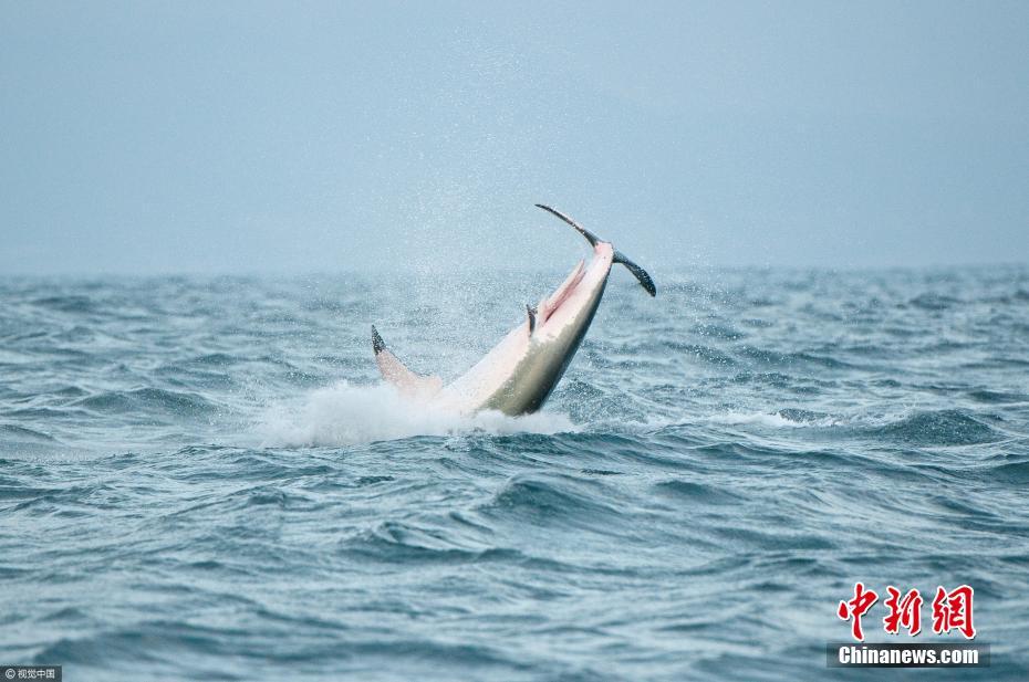大白鲨也会“飞” 跃出海面1.5米捕食海豹