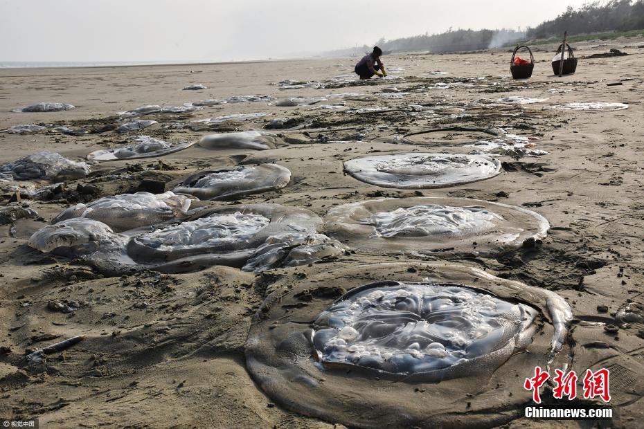 广东：大量水母搁浅沙滩