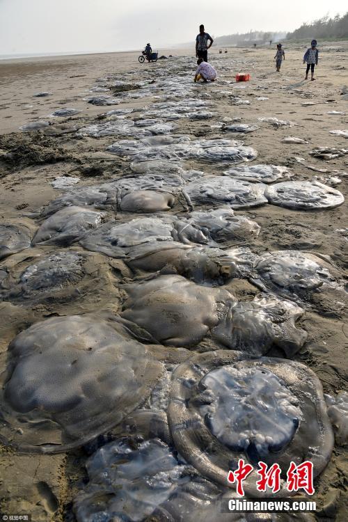 广东：大量水母搁浅沙滩