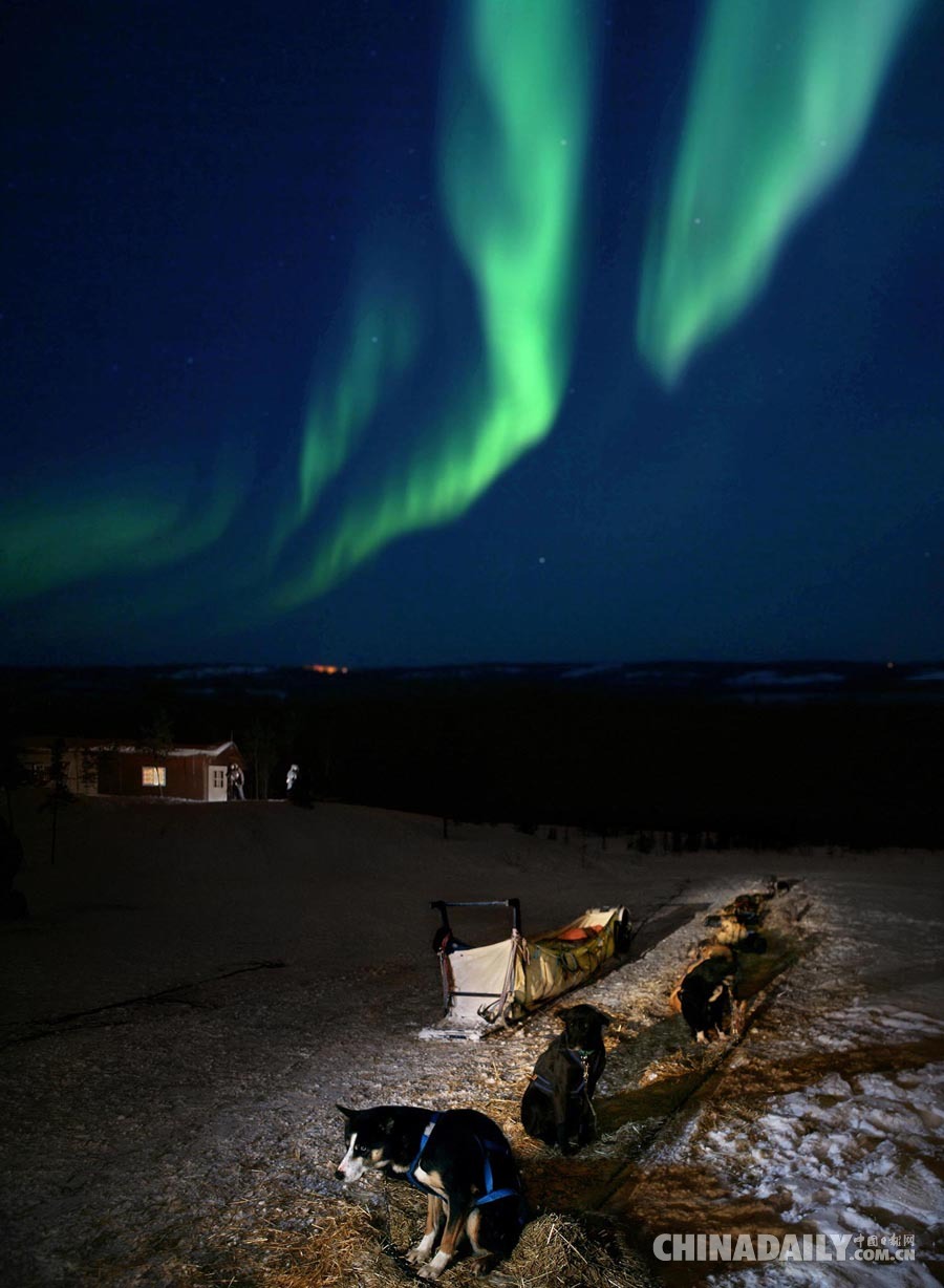 地球尽头的生物群落：68岁摄影师镜头记录北极奇观