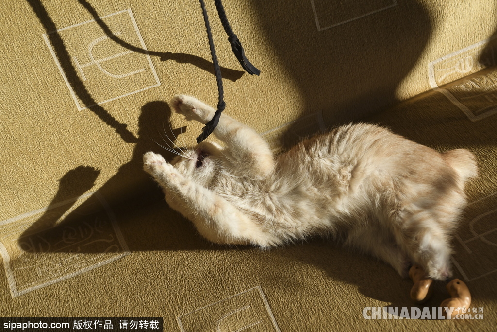 俄罗斯截肢小猫“重获新生” 安装假肢行走自如