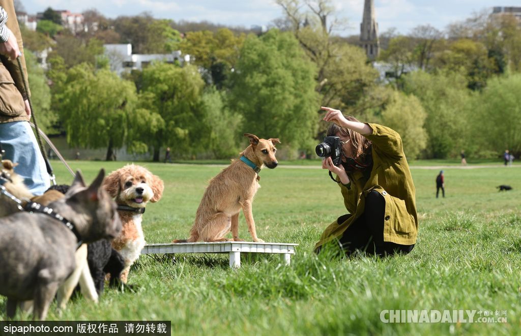 肖像艺术家为狗狗拍摄“证件照” 小家伙严肃可爱