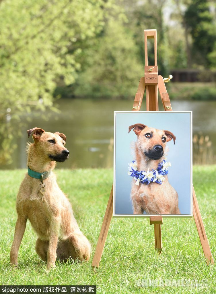 肖像艺术家为狗狗拍摄“证件照” 小家伙严肃可爱