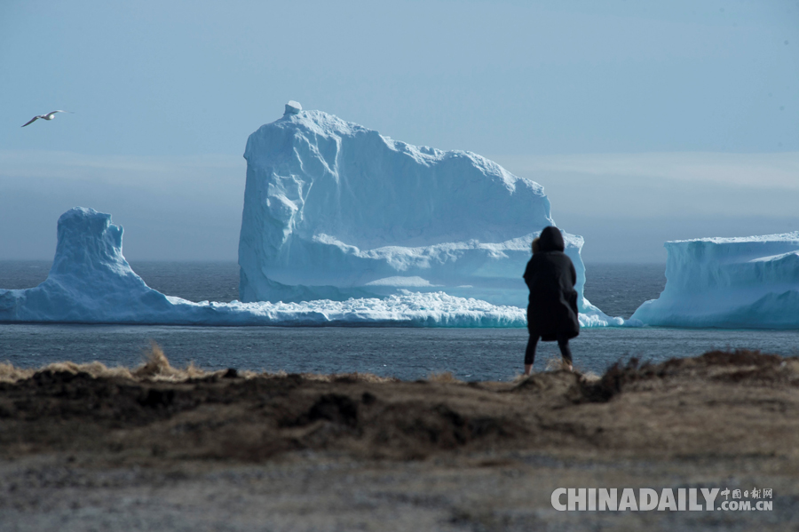 加拿大沿海小镇现巨大冰山 民众争相来“看山”