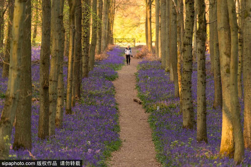 英国各地春光宜人 风铃草盛开如画