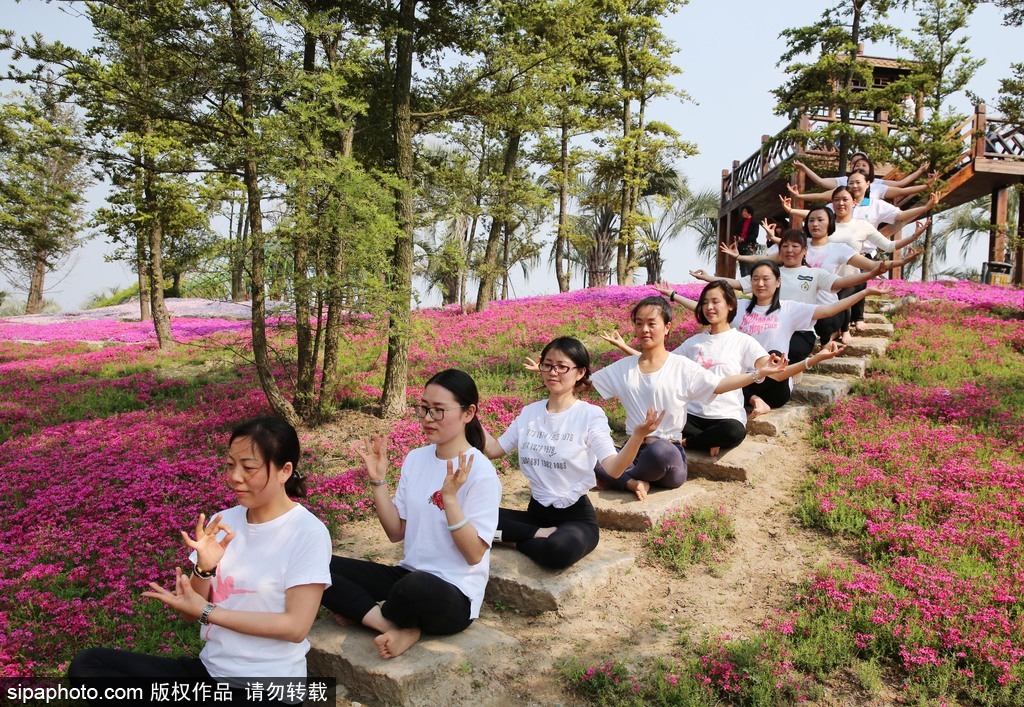 江苏瑜伽爱好者花海林间展现运动之美 愉悦身心成靓丽风景