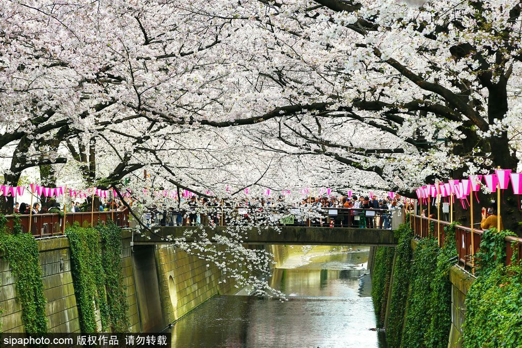 日本樱花季之目黑河畔 绝美梦幻陶醉春光