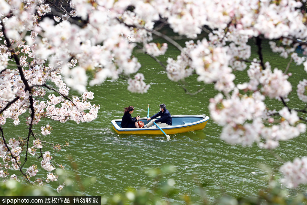 日本樱花季之目黑河畔 绝美梦幻陶醉春光