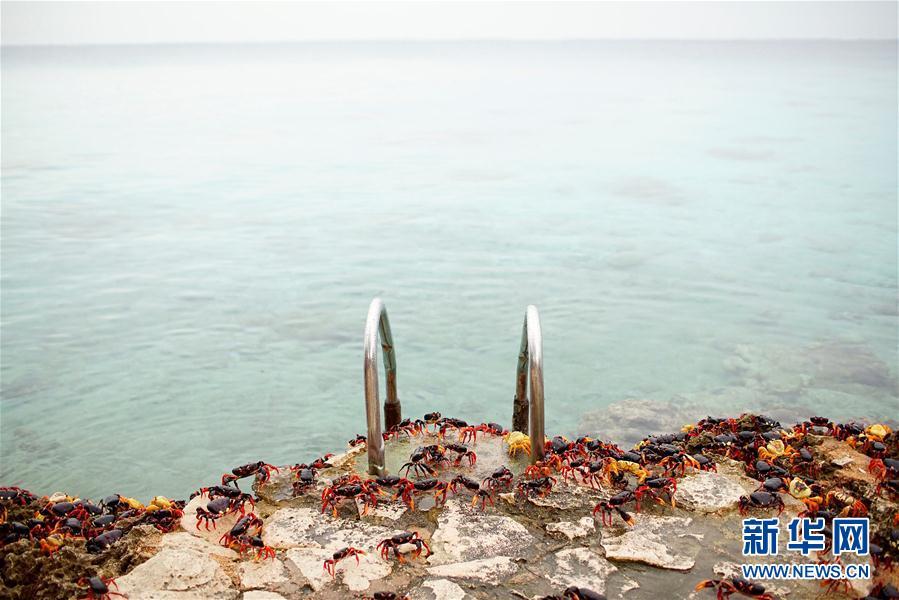 古巴吉隆滩螃蟹产卵