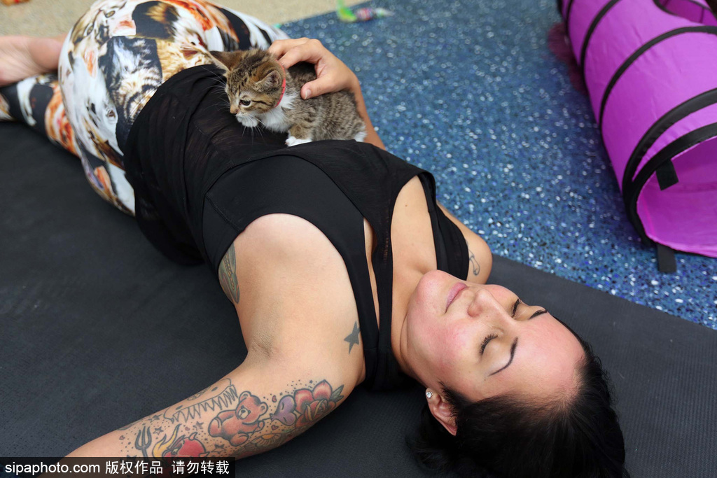 与喵星人一起做运动 美国推出人与猫咪瑜伽工作室