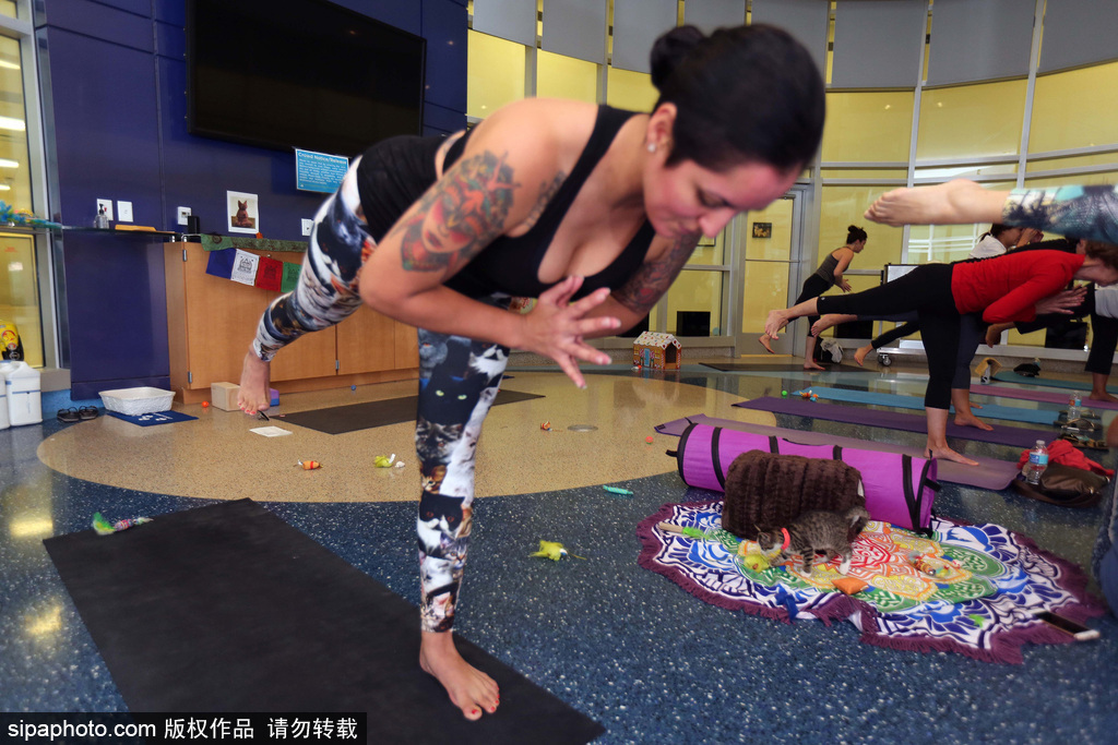 与喵星人一起做运动 美国推出人与猫咪瑜伽工作室