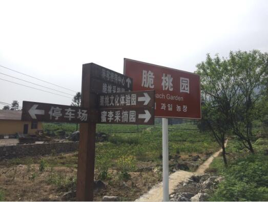 重庆武隆全国劳模带领全村种桃脱贫致富