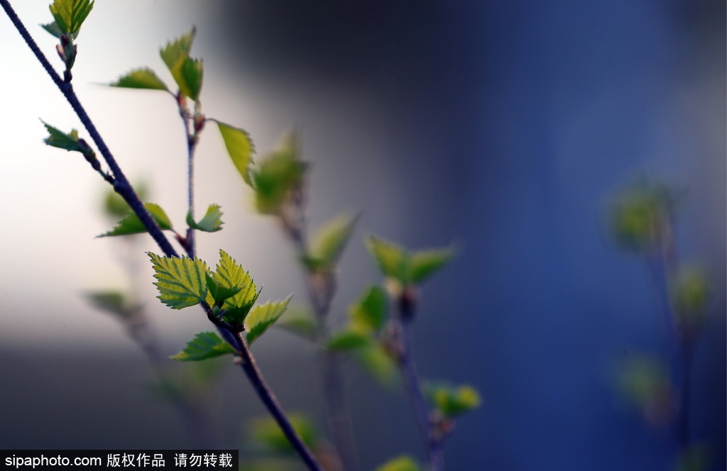 俄罗斯伊万诺沃州春日风光 寒意未退清新绝美