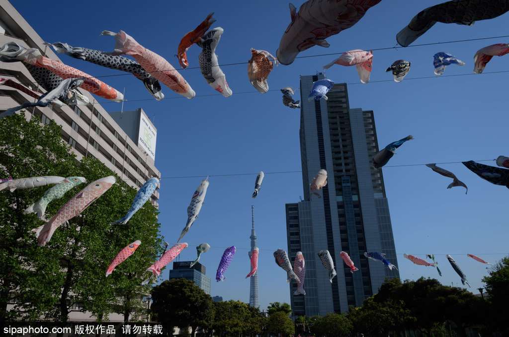 日本东京街头鲤鱼旗飘扬 寄托祝福庆祝男孩节