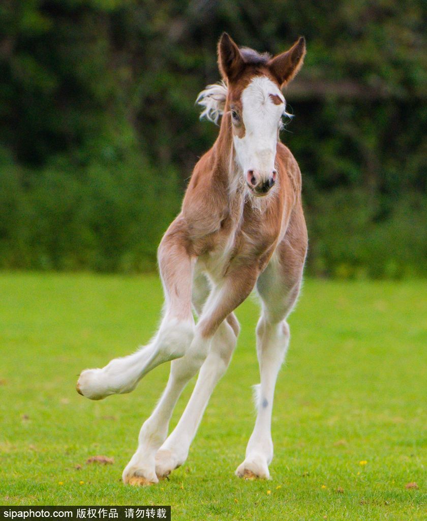 英国：刚出生四天小马驹迈出“马生”第一步 终于学会跑了
