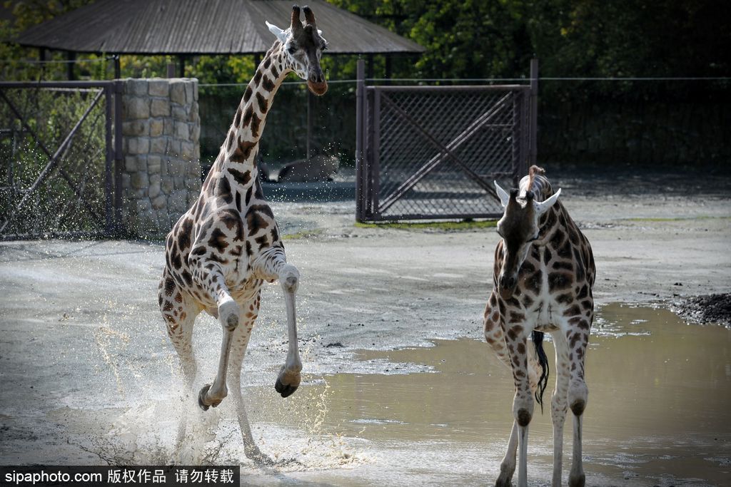 捷克动物园里的长颈鹿 撒欢儿跳水坑呆傻可爱