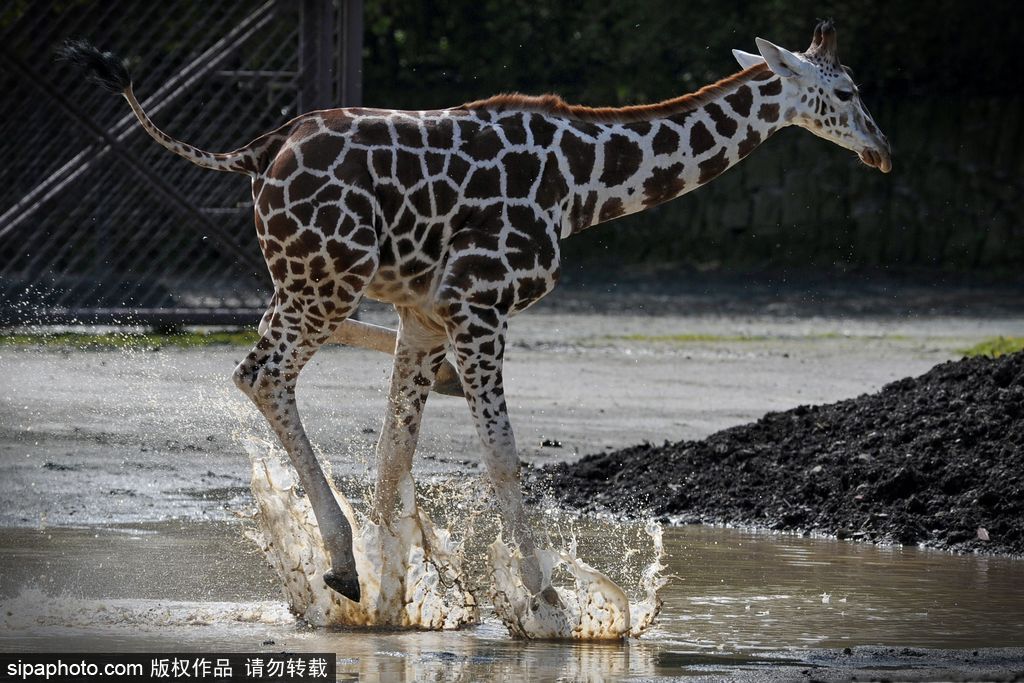 捷克动物园里的长颈鹿 撒欢儿跳水坑呆傻可爱