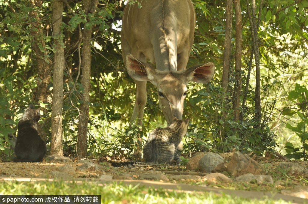 津巴布韦：野生条纹羚尝试和小猫做朋友 小心翼翼画面暖心