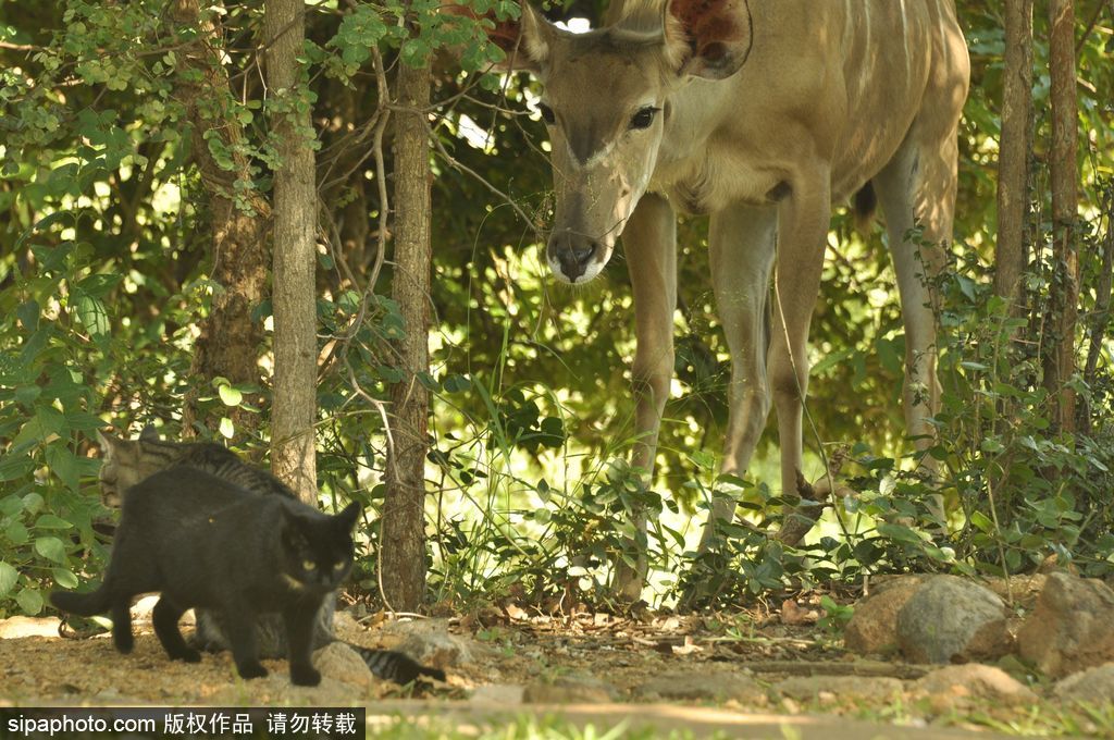津巴布韦：野生条纹羚尝试和小猫做朋友 小心翼翼画面暖心