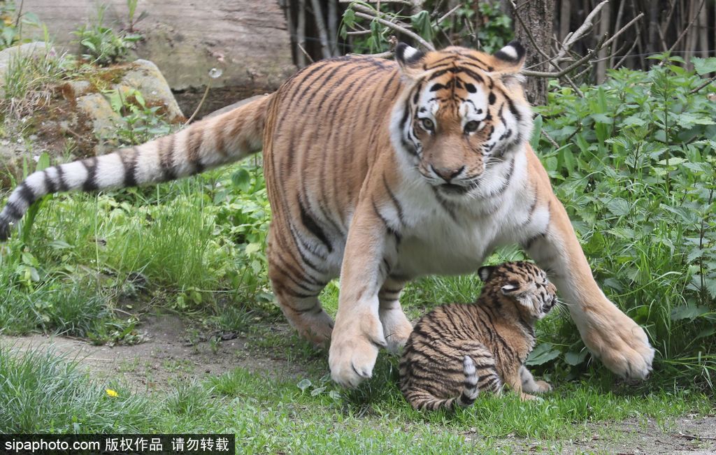 德国莱比锡：小老虎在妈妈陪同下首次亮相 呆萌可爱