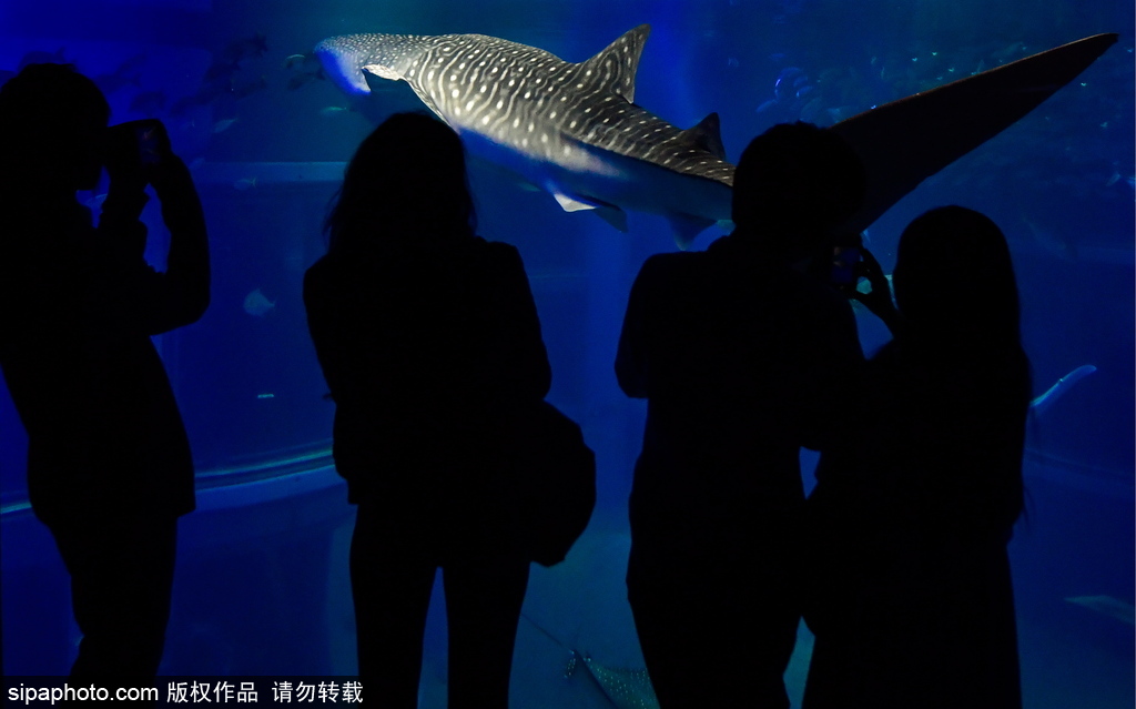 世界最大级别的水族馆 日本大阪海游馆
