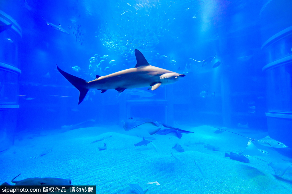 世界最大级别的水族馆 日本大阪海游馆
