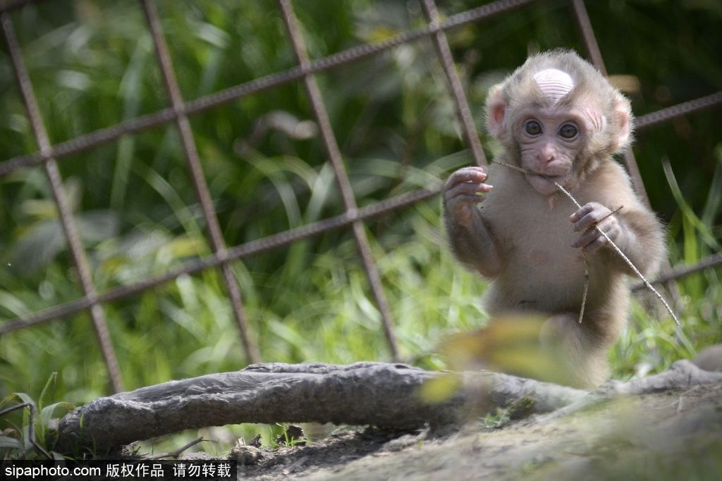 捷克动物园里的日本猕猴宝宝 依偎妈妈怀里呆萌可爱