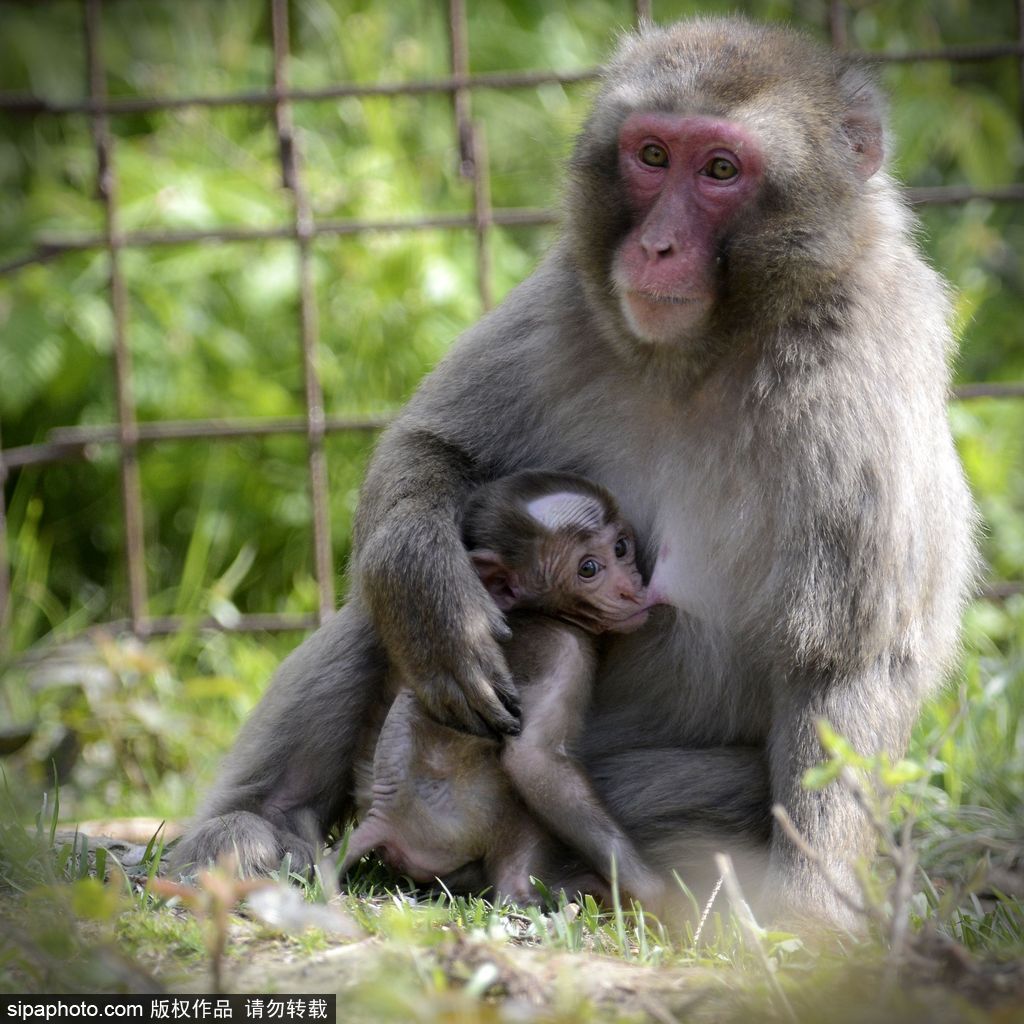 捷克动物园里的日本猕猴宝宝 依偎妈妈怀里呆萌可爱