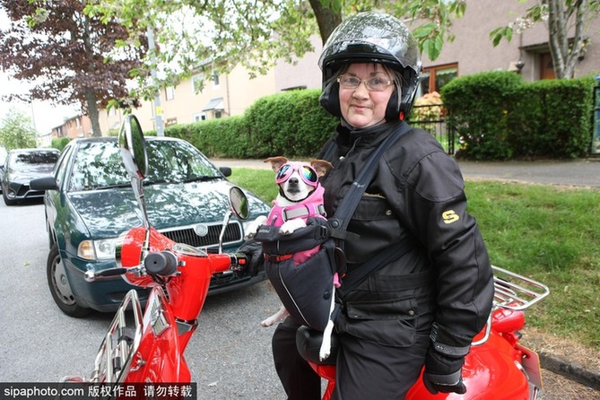 带上汪星人去兜风 主人为爱犬打造摩托车安全背带
