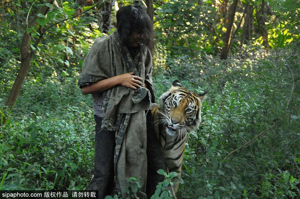 人与自然相处模式 印尼男子养老虎亲密无间