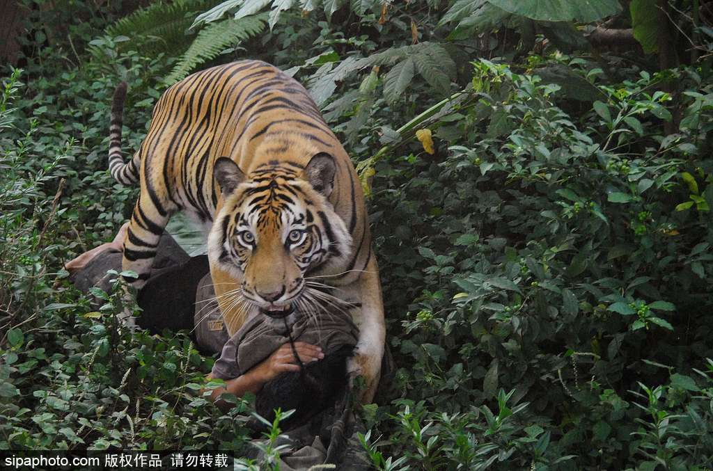 人与自然相处模式 印尼男子养老虎亲密无间